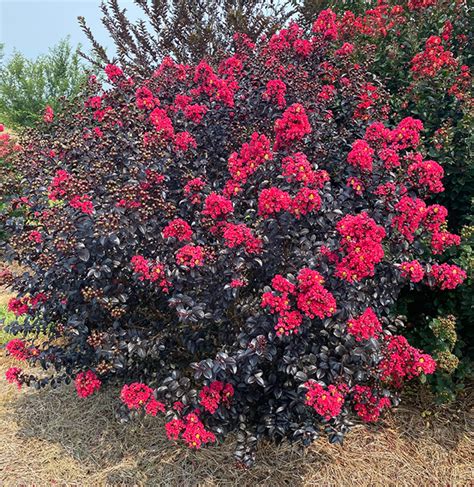 Designing a Garden with Shadow Magic Crape Myrtle as the Focal Point